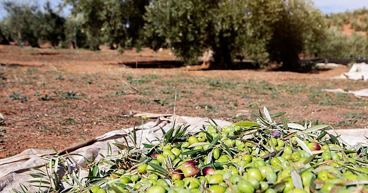 Los regantes de Lillo-Quintanar piden más tecnología, recarga de acuíferos y participación en la gestión del agua