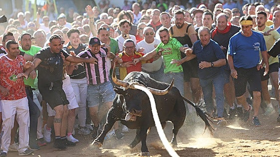 Glorificado, el Toro Enmaromado de 2026, hace un recorrido irregular y acortado por las calles de Benavente