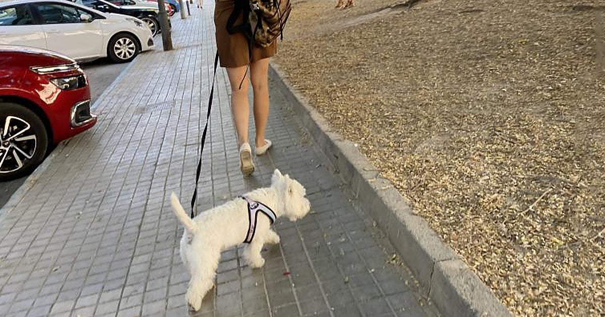 Estafa con perros desaparecidos: piden una recompensa sin tener a los animales