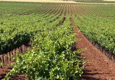 Fin a la guerra del vino: Intervaldepeñas asume los activos de la denominación de origen