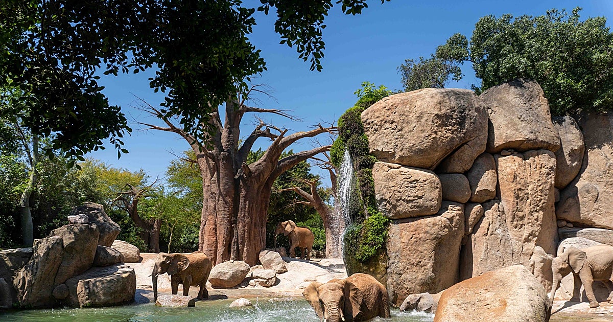 Bioparc vincula proteger la biodiversidad con defenderse ante la crisis climática