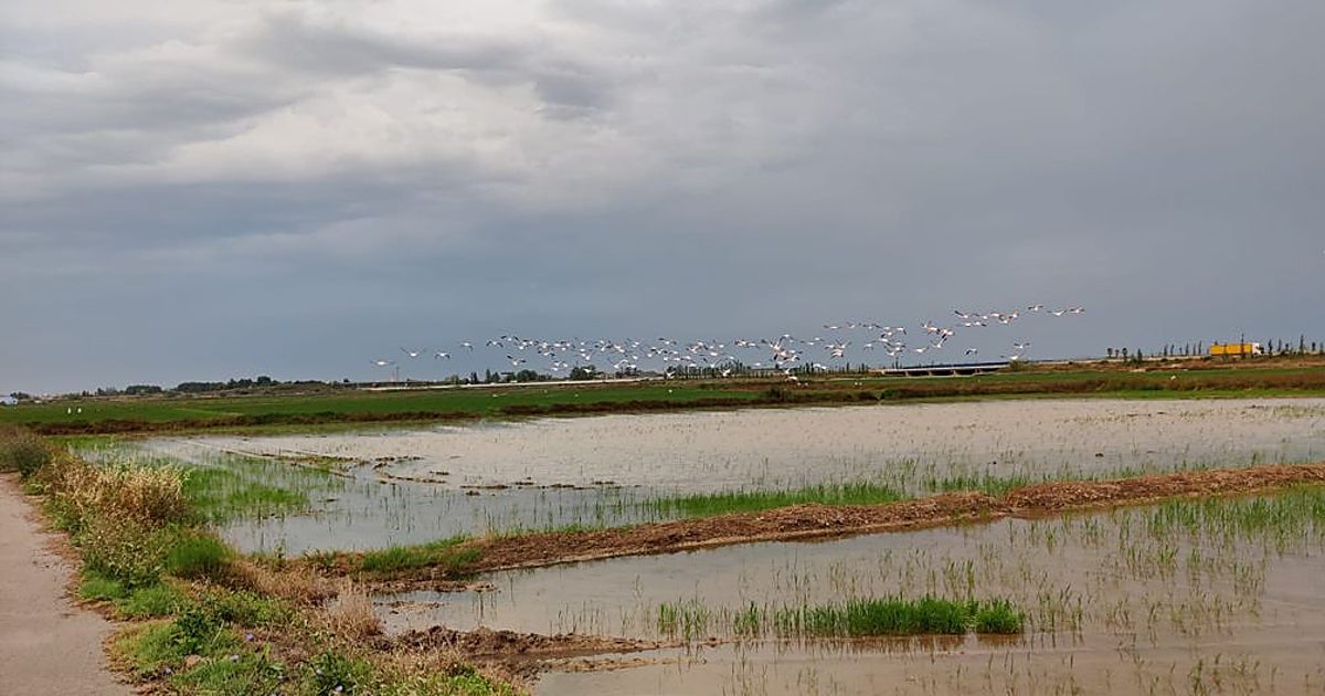 Bandadas de flamencos arrasan parcelas enteras de los arrozales en la Albufera