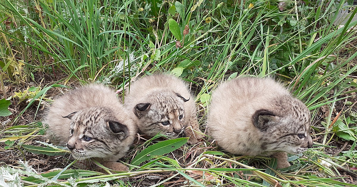 Ocho cachorros de lince ibérico se preparan para vivir en libertad en Jaén