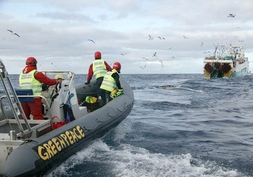 Greenpeace denuncia a un buque gallego por pescar una especie de tiburón protegida