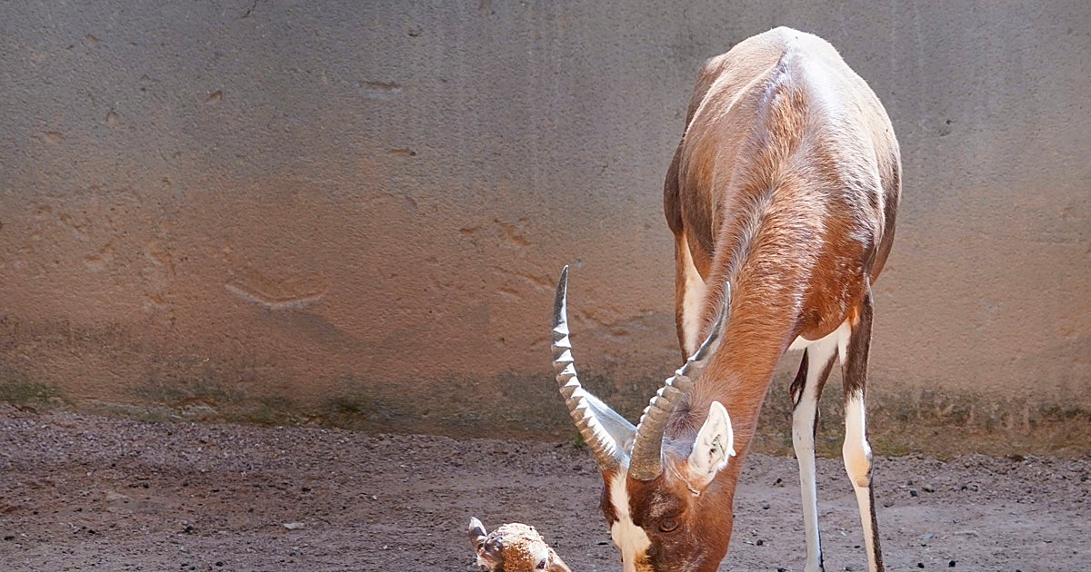 El emocionante parto «en directo» de un blesbok en Bioparc V