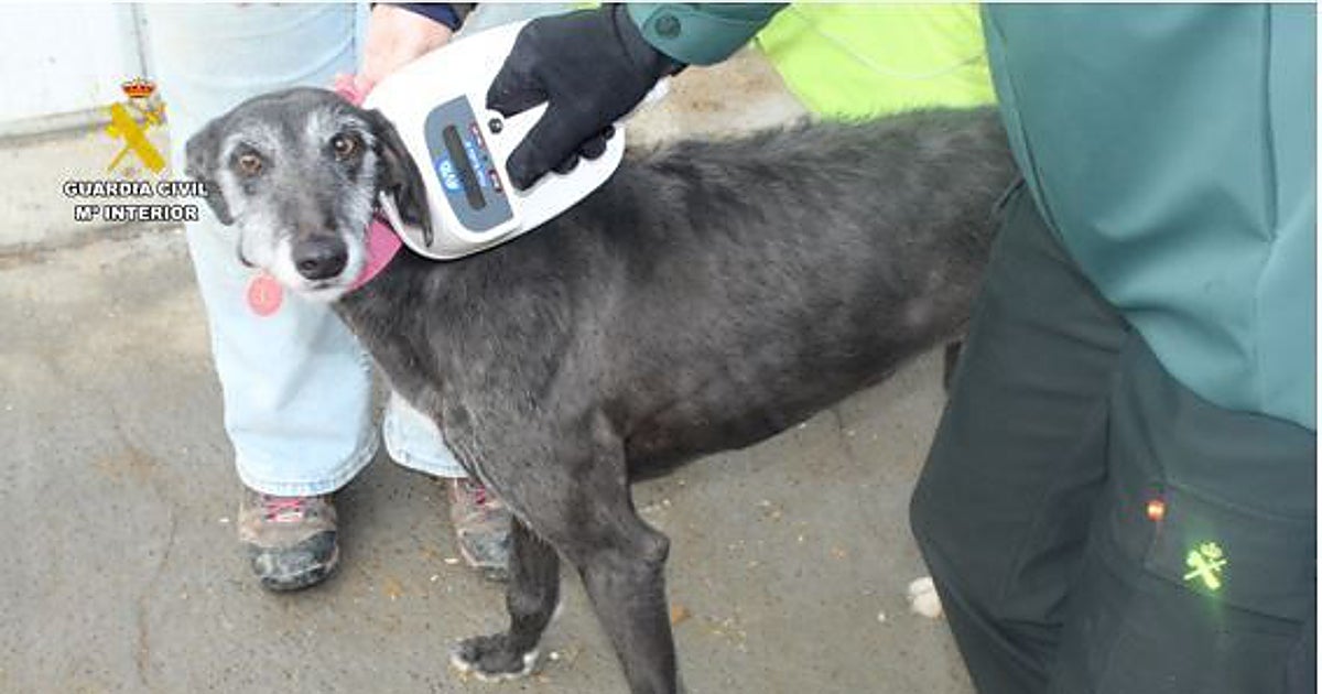 Investigan a un palentino por simular la muerte de su galgo 