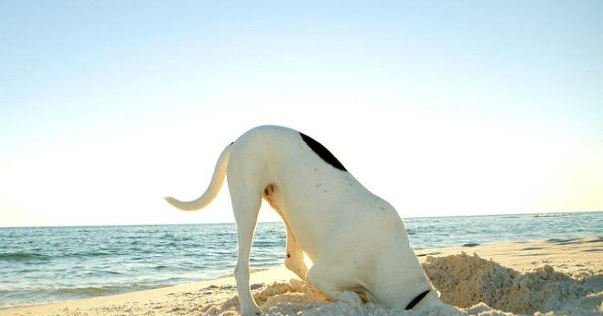 Las 5 mejores playas para ir con perros en Galicia este vera