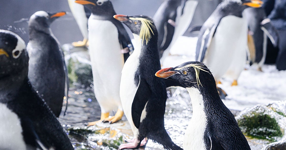 El Oceanogràfic de Valencia incorpora una de las especies de