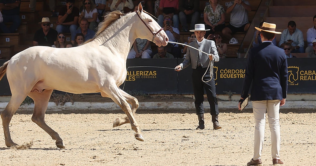 Córdoba Ecuestre alega la cesión de Caballerizas porque «hac