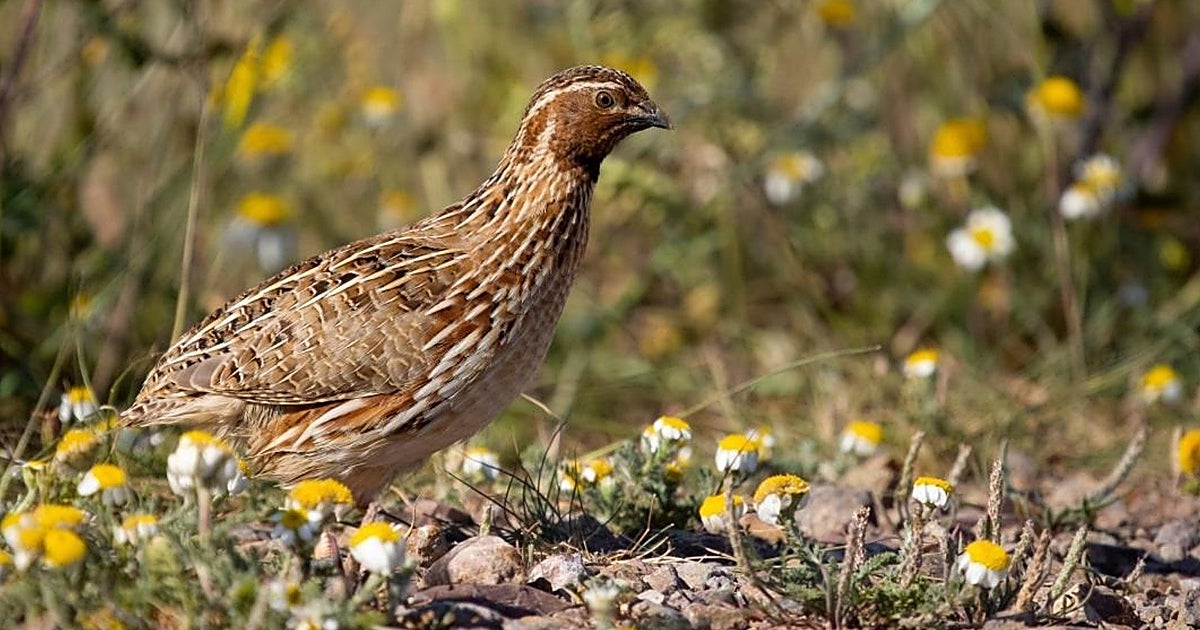 En vigor la orden que fija periodos hábiles de caza y vedas para esta temporada en Castilla-La Mancha