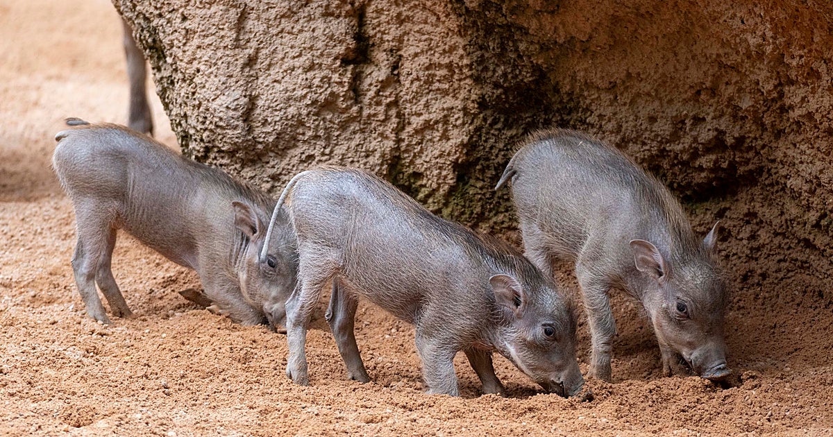 Nacen tres facóqueros en Bioparc Valencia: el animal conocid