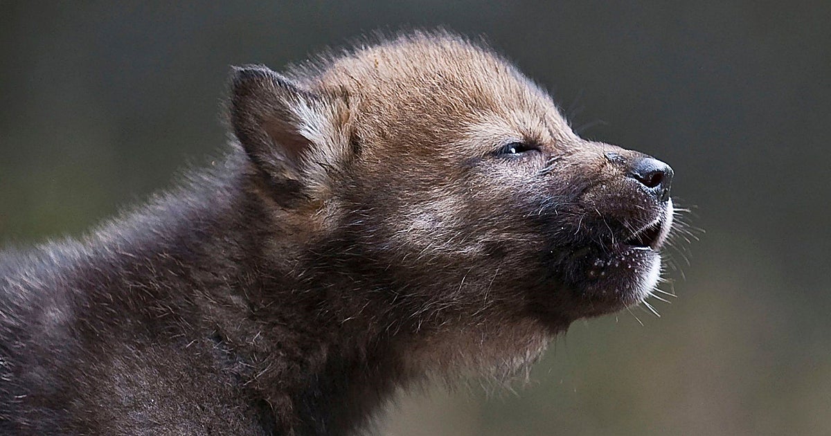 La WWF solicita a Castilla-La Mancha que proteja las poblaciones emergentes de lobo