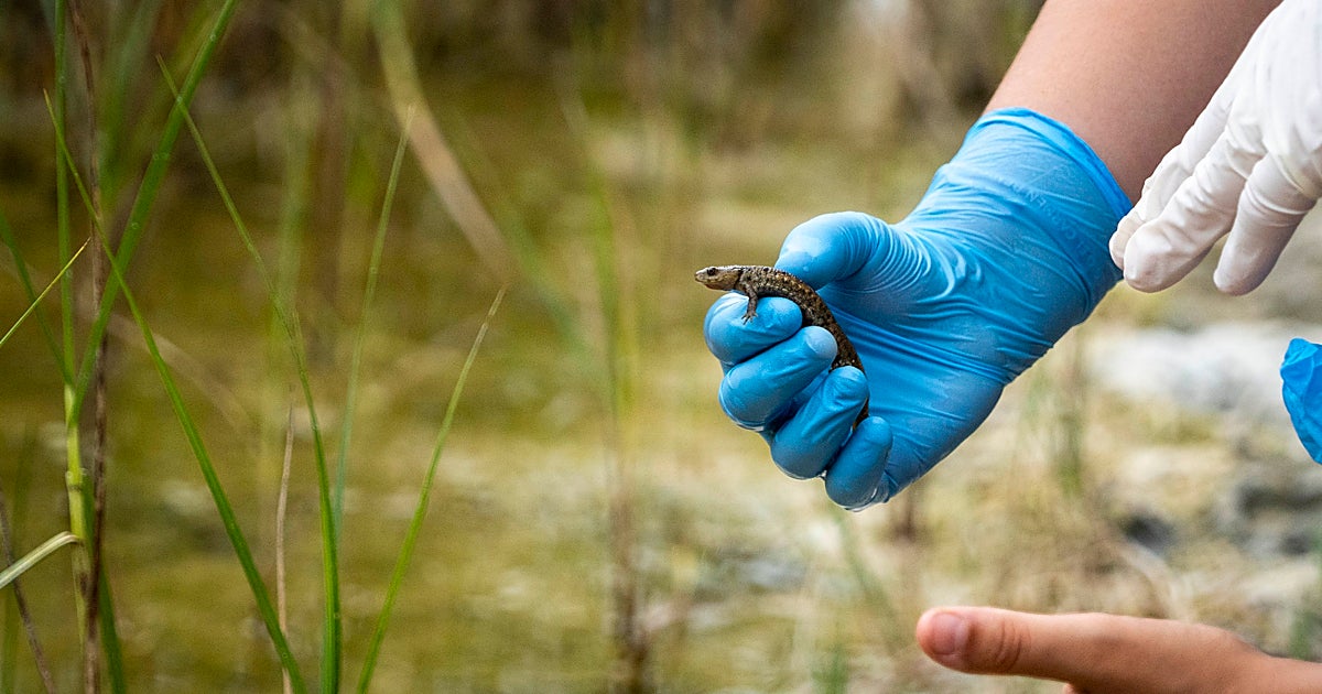 Fundación Bioparc y Caixa Popular colaboran en la reintroducción de 100 gallipatos en su hábitat