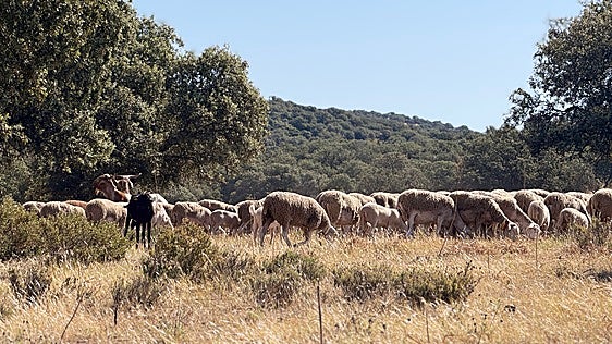 Las 'ovejas bomberas' de Jaén que evitan el fuego en el campo