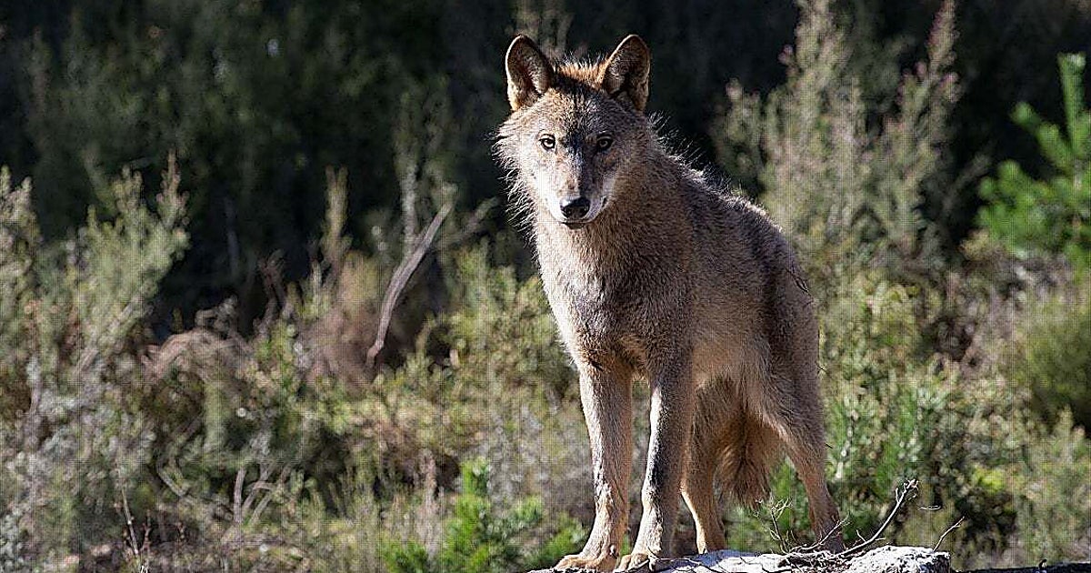 Castilla-La Mancha se abstiene en la votación sobre el informe que avala la caza del lobo