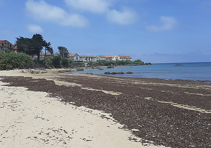 Algas en la playa de Noja, en Cantabria