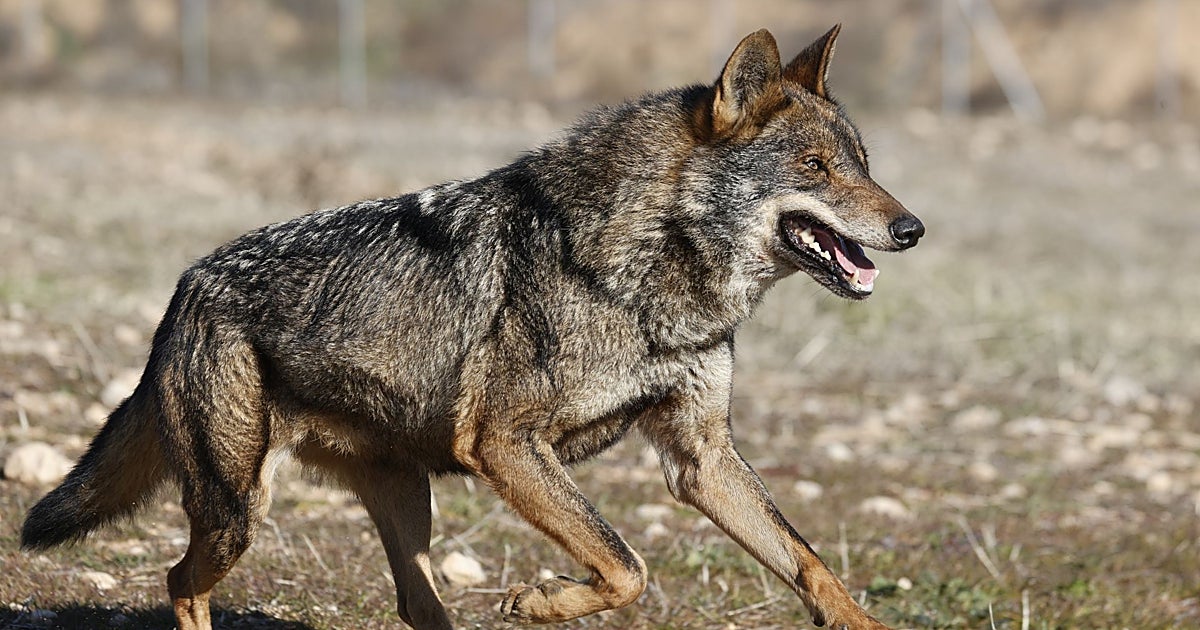 El informe que avala la caza del lobo logra el apoyo de la mayoría de las comunidades