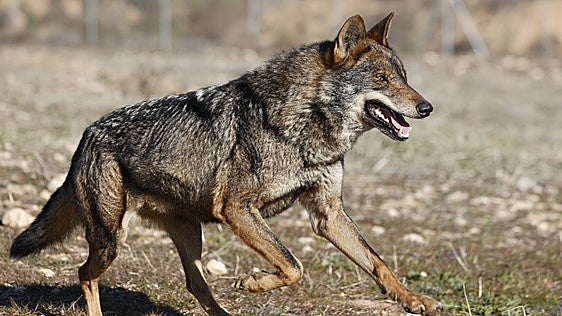 El informe que avala la caza del lobo logra el apoyo de la mayoría de las comunidades