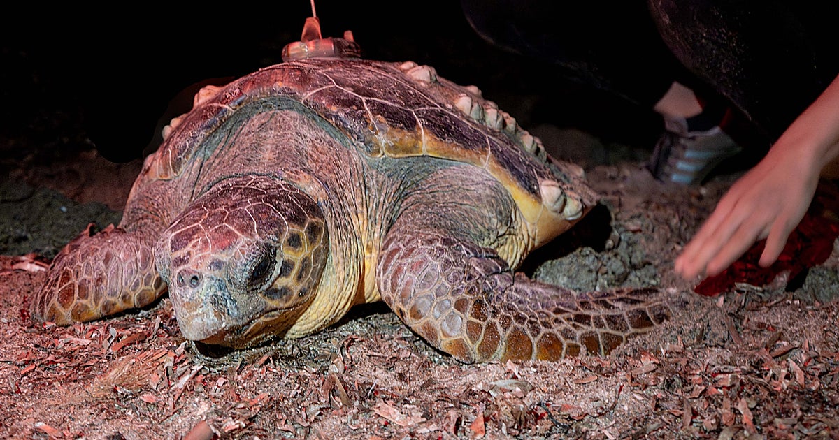 La tortuga marina Diana regresa a Denia para poner el primer nido de la temporada en la Comunidad Valenciana