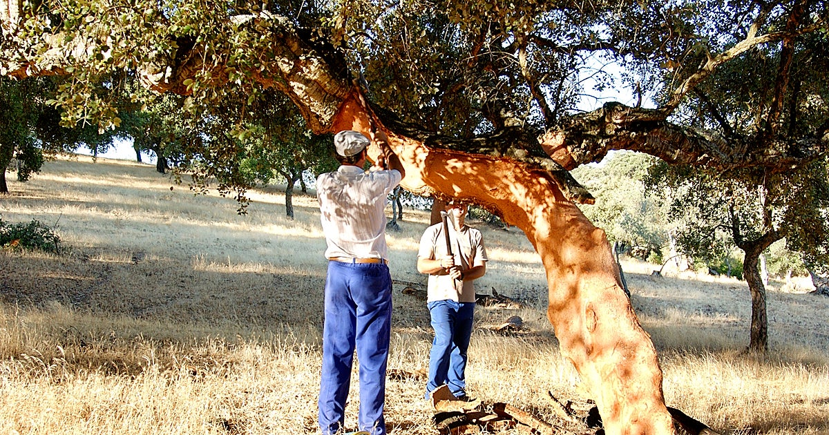 Sacador de corcho: la profesión en peligro de extinción que quiere recuperar Extremadura