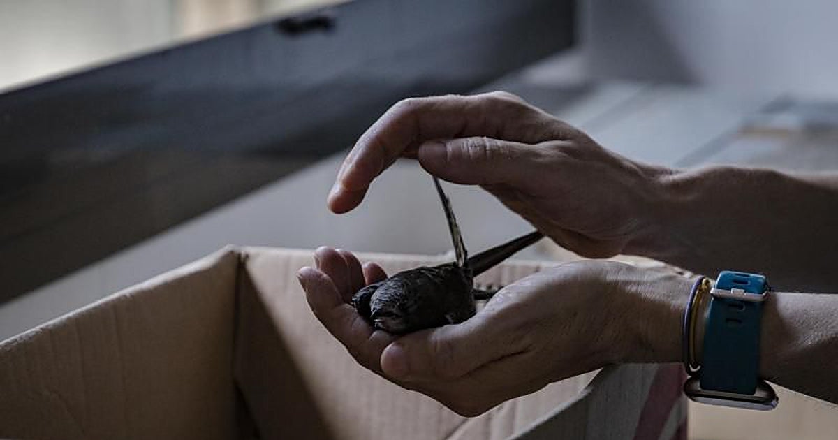 ¿Qué está pasando con los vencejos en Toledo? Ya han rescatado más de 300 crías
