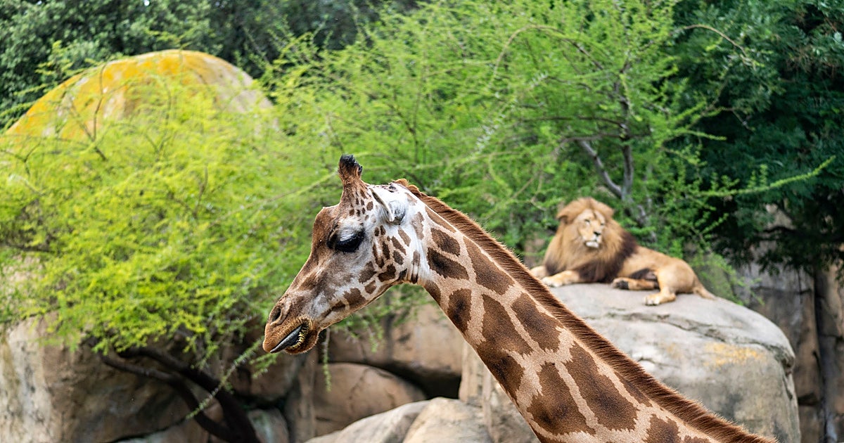 El parque de animales español elegido entre los diez mejores del mundo: más de 600.000 visitantes al año