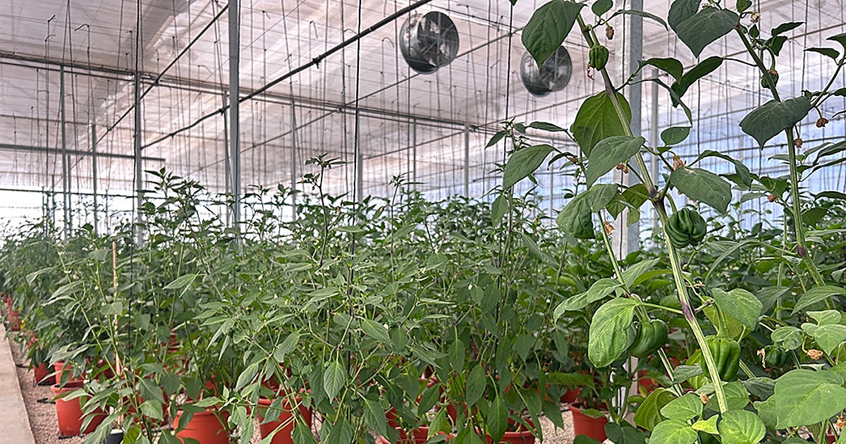Ensayos con 200 variedades de pimiento: sin sequía logran plantas de dos metros