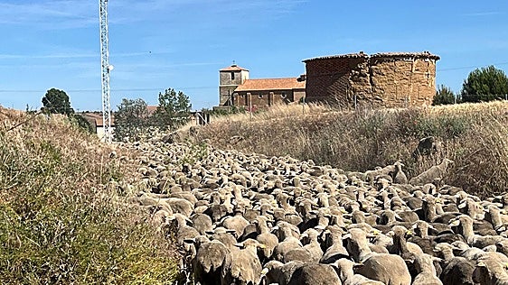 Los ganaderos trashumantes reivindican su papel «abriendo cortafuegos»