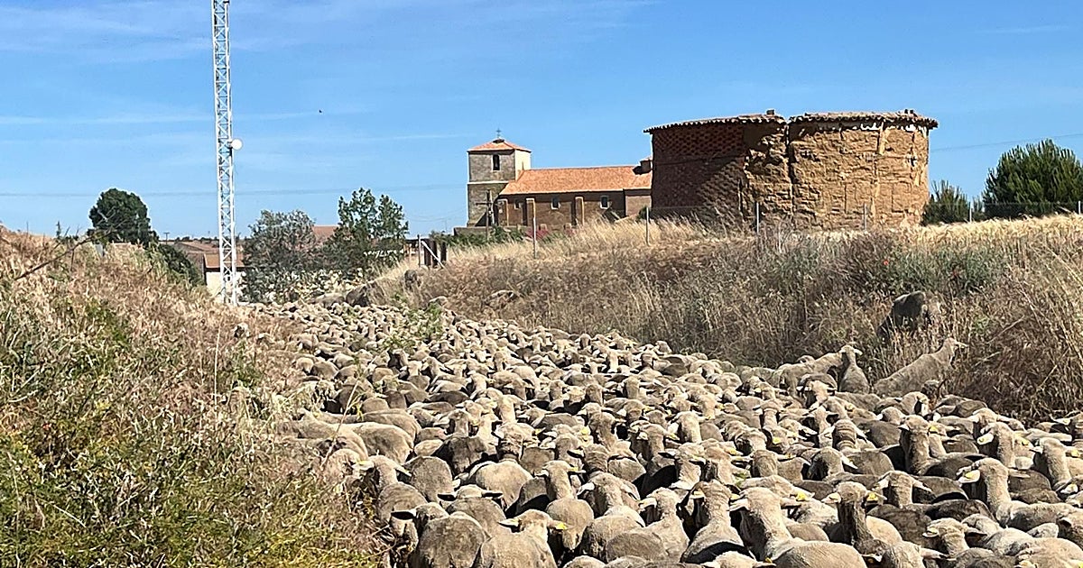 Los ganaderos trashumantes reivindican su papel «abriendo cortafuegos»