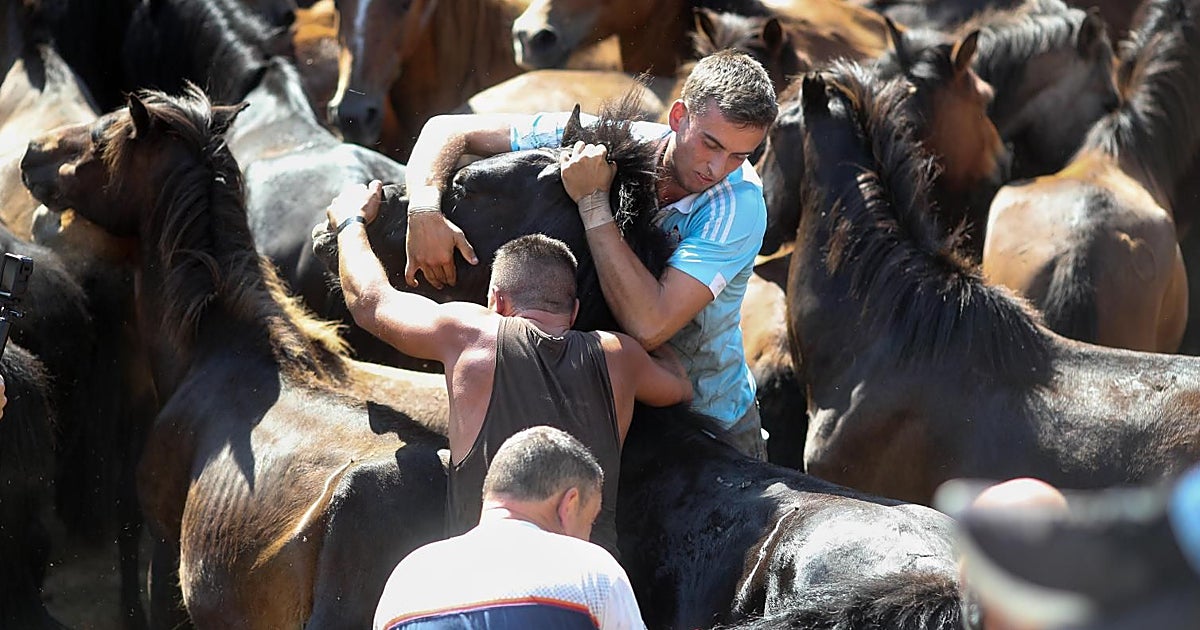 La Rapa das Bestas de Sabucedo desafía al calor entre abanicos y manguerazos