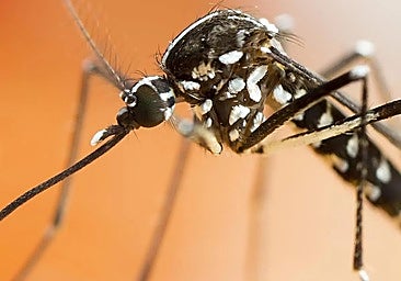Sanidad forma a un centenar de agentes de Salud Pública para la vigilancia del mosquito tigre