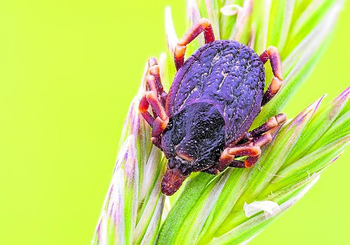 Sanidad estudia unas 2.000 garrapatas al año en Castilla y León para vigilar las enfermedades que transmiten