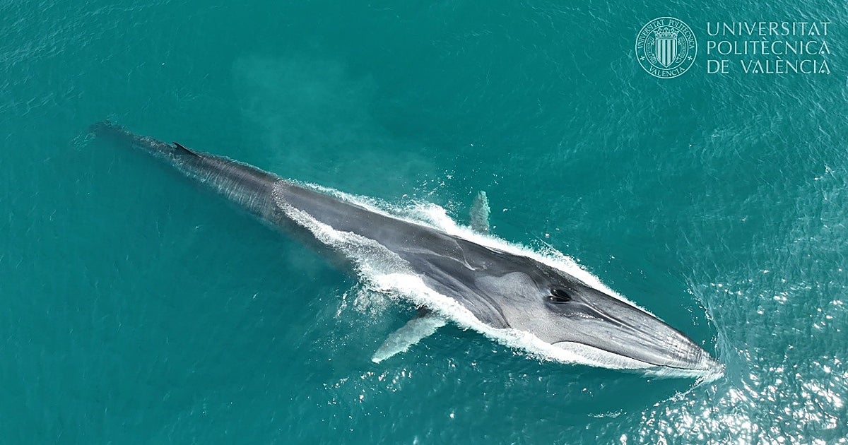 El mejor lugar de Europa para ver ballenas desde la costa está en España: así lo explican los científicos