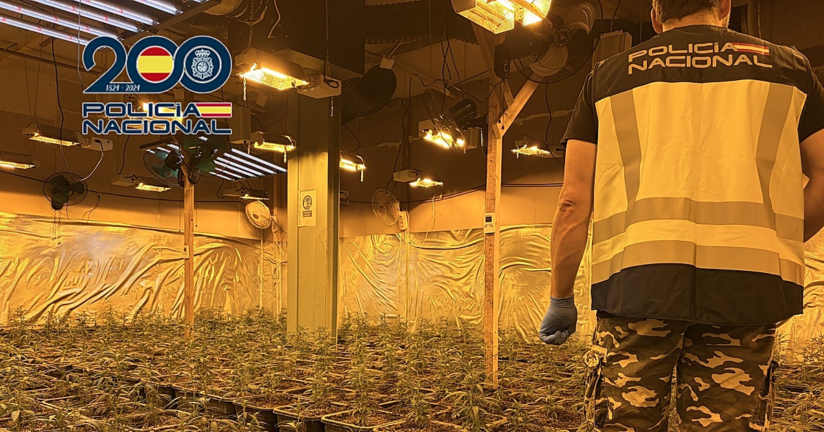 Más de 3.000 plantas de marihuana y 87.000 euros en efectivo intervenidos en Valencia