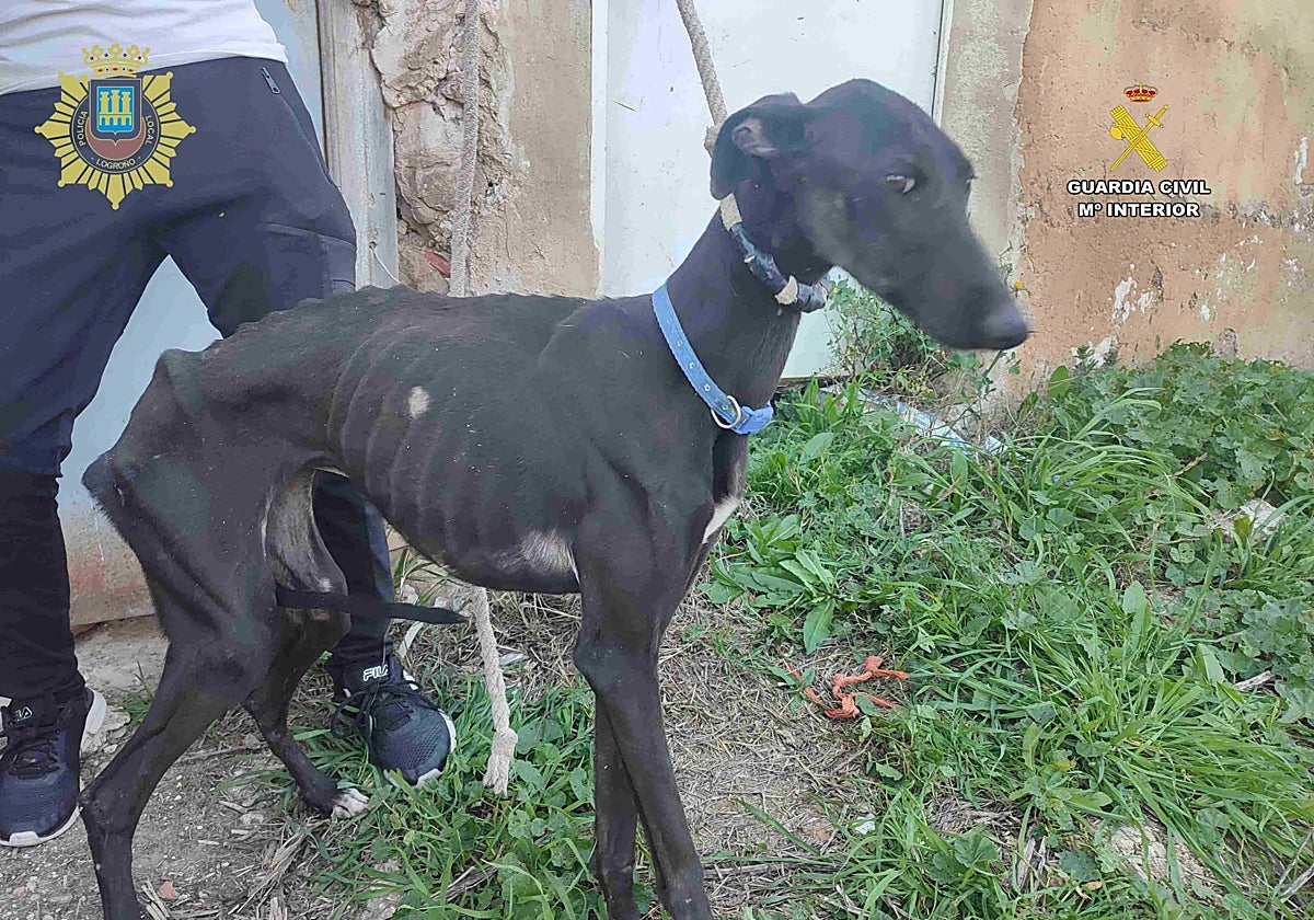 https://s1.abcstatics.com/abc/www/multimedia/espana/2026/07/13/pineda-maltrato-nasciturus_20260713215425-RZqblrFlIkwckbY3BiRoJFO-1200x840@diario_abc.jpg