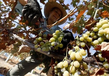 Montilla-Moriles aspira a aumentar este año su cosecha hasta un 85%