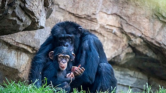 Bioparc alerta de la grave amenaza que enfrentan dos especies fundamentales: chimpancés y tiburones