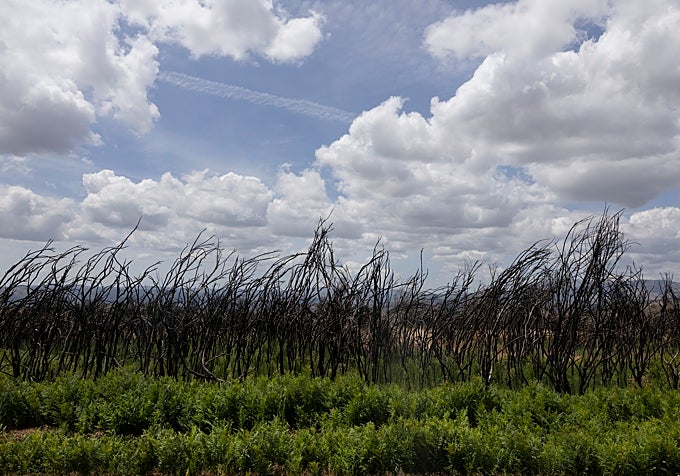 La maleza verde surge bajo los esqueletos de la maleza calcinada