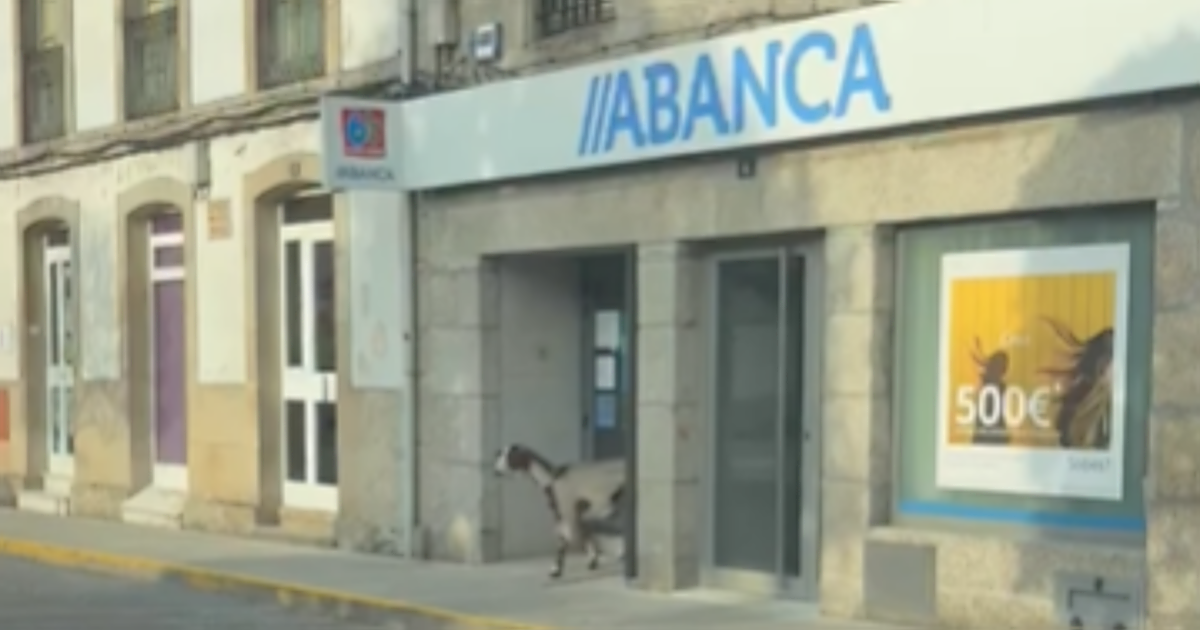 El surrealista vídeo de dos cabras entrando en un banco en Lugo
