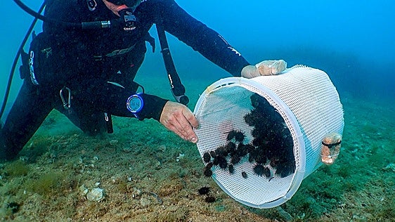 Sueltan 1.800 erizos de mar en el Cabo de San Antonio para reforzar la especie