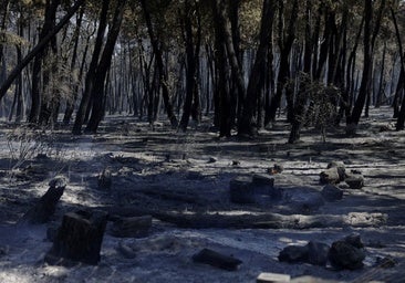 El Gobierno de Ayuso se estrena como acusación popular por atentado natural en el incendio de Lozoyuela