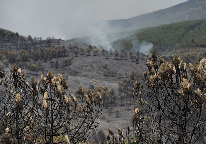 Terreno calcinado en el Parque Natural de la Sierra Norte de Guadalajara.