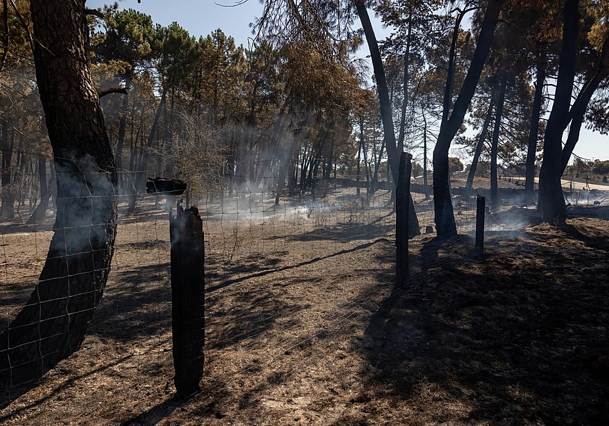 El incendio forestal de Lozoyuela queda controlado tras quemar más de 770 hectáreas
