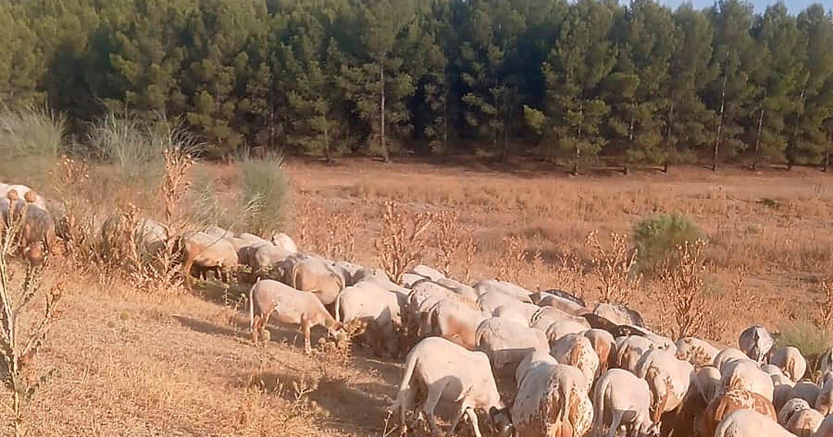 La desaparición de la agricultura extensiva aumenta el riesgo de incendios – ABC