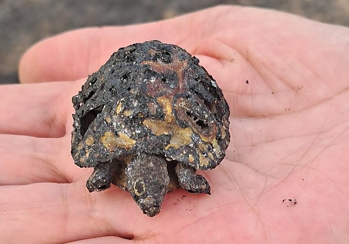 Un ejemplar de tortuga mora calcinado tras el incendio