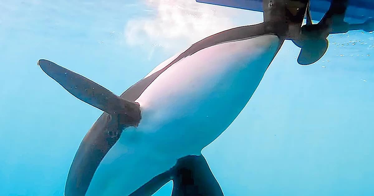 Se duplican los incidentes entre embarcaciones y orcas en aguas del Estrecho en lo que va de año