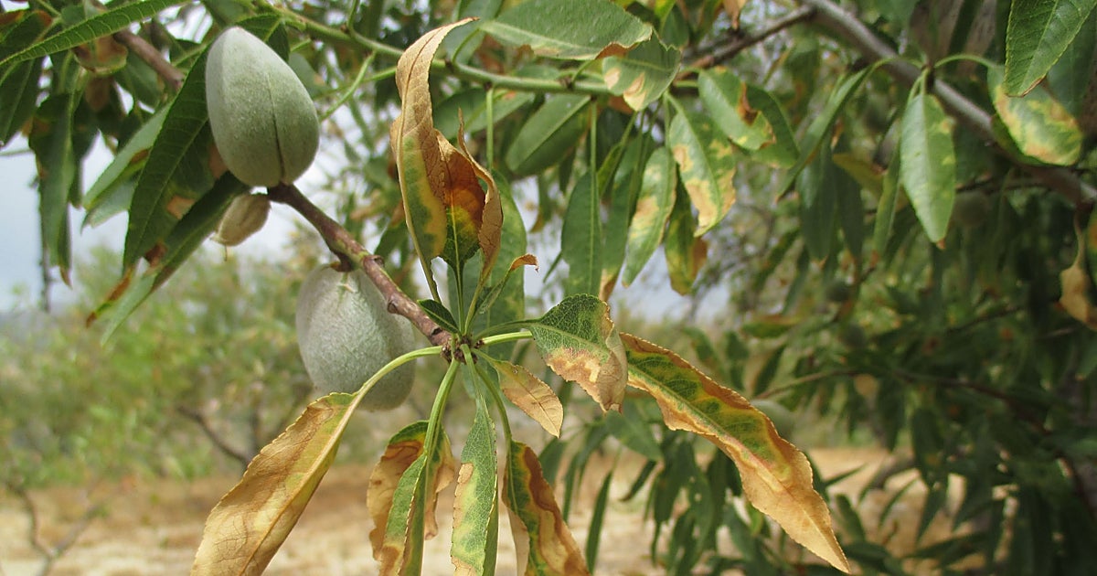 Un estudio da esperanza de salvar el cultivo de almendra en Alicante por la Xylella