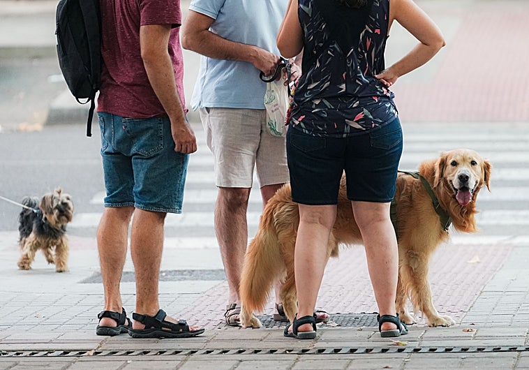 Imagen principal - Mascotas disfrutando de un día de verano