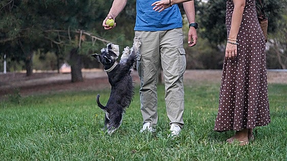 Más perros que niños: la 'familia multiespecie' gana terreno