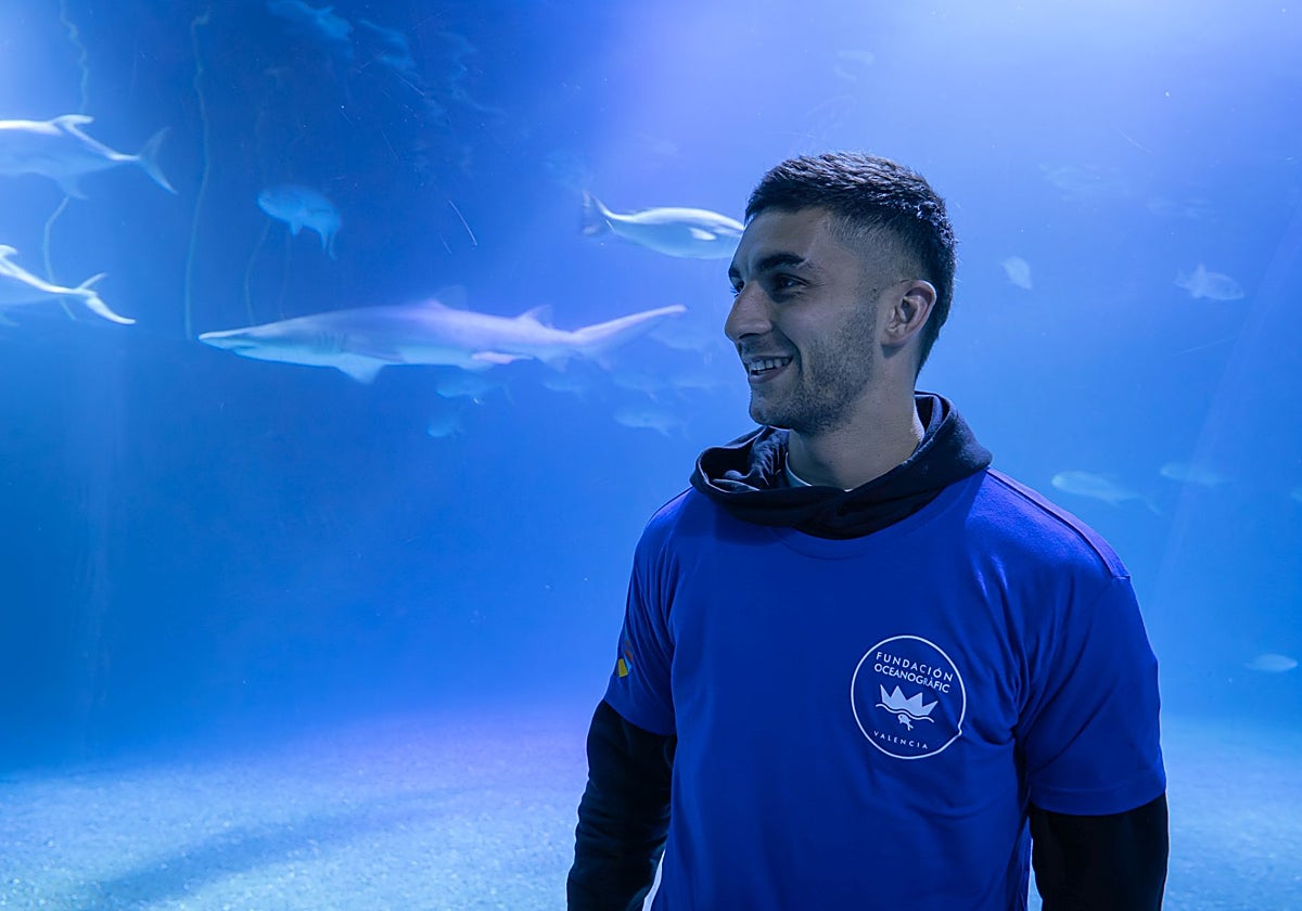 Bautizan a un tiburón gris con el nombre de Ferran Torres